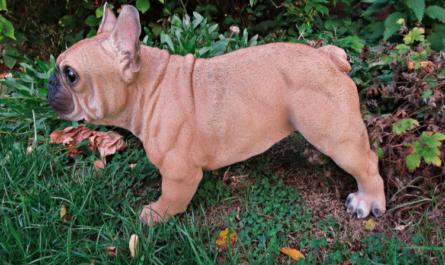 French Bulldogs