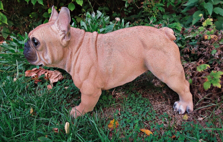 French Bulldogs