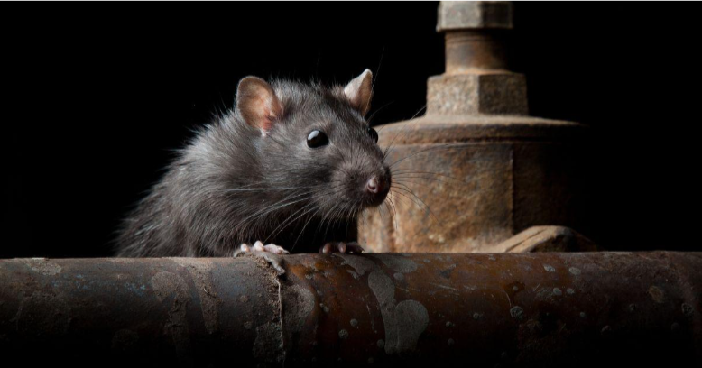 Cause of Concern for Rat Removal: Understanding the Risks and Solutions