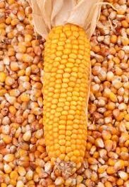 fpo corn