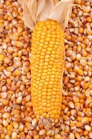 fpo corn