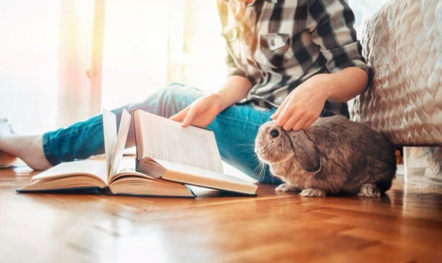 Emotional Support Rabbit: What to Know