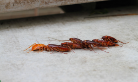 Cockroach Life Cycle