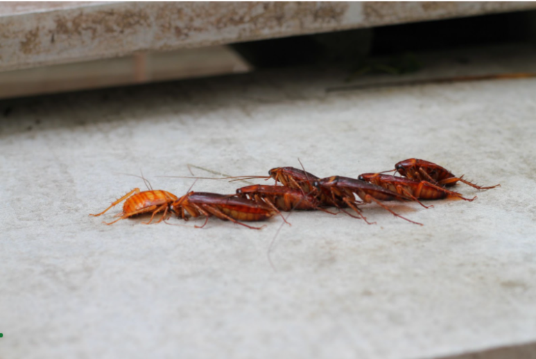 Cockroach Life Cycle